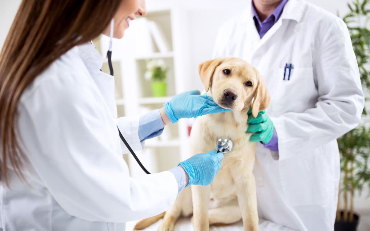 Founty Veterinary Office Visit Agadir